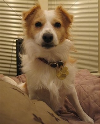 Front view - A white with tan Pom Terrier is sitting on a bed and it is looking forward. It has small triangular ears that are folded forward.