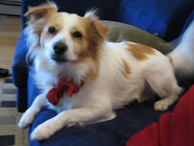 A white with tan Pom Terrier is laying at on a couch and it is looking up and forward> its ears are triangular and folded forward.