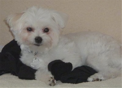 79+ Full Grown Maltese Black And White