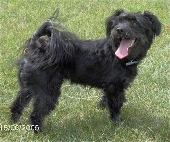 Right Profile - A black Pomapoo is standing in grass and it is looking to the left. Its mouth is open and tongue is out. It has longer fringe hair on its tail, legs and head. 