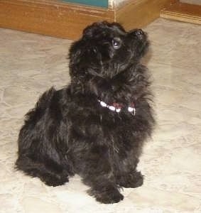 Side view - A wavy-coated, small black Pomapoo puppy is sitting on a tan tiled floor in a house and it is looking up and to the right.