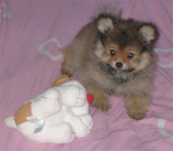 Front view - A little fluffy, tan with black Pomapoo puppy is laying on a pink blanket and is looking up. There is a dog plush toy in front of it.