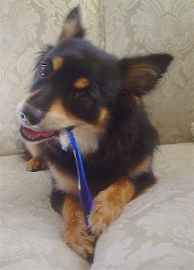 A black with tan and white Pomapoo is laying on a couch and it is chewing a blue toothbrush. The dog has perk ears that a slightly pinned back.