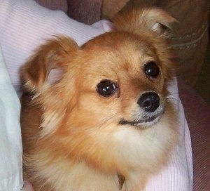 Close up head shot - A tan with black and white Pomchi is being held up under a persons arm.