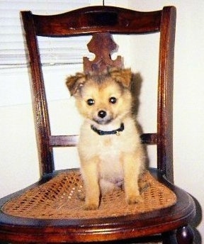 Front view - A little tan with black and white Pomchi puppy is sitting on a chair and it is looking forward.