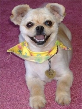 A happy looking shaved tan with white Pomchi is laying on a carpet. It is wearing a yellow with green, red and blue bandana. It looks like a Star Wars bar character.