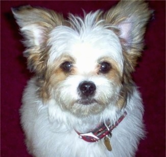 Close up - A long haired white with brown Powderpap is sitting on a carpet and it is looking up. Its head is tilted up so much that its ears and hair are flopped back.