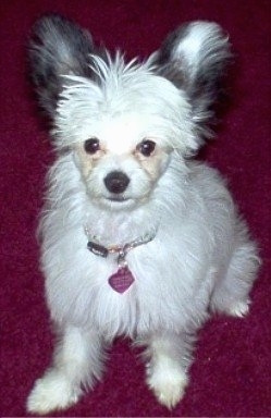 Front view - A white with grey Powderpap puppy is sitting on a red carpet. It is looking up, its head is tilted up.