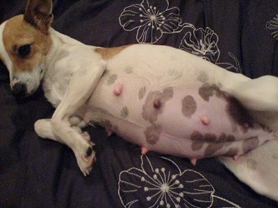 A pregnant Miniature Fox Terrier is laying stretched out across a bed sheet. It has a large pink belly with brown pigment patches on it.