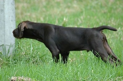 The left side of a chocolate Pudelpointer puppy that is standing in grass stretching forward to sniff a wooden beam.