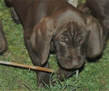 Close up head and upper body shot - A chocolate Pudelpointer puppy is walking in grass and there are two other dogs on each of it sides.