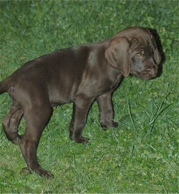 A small, short-haired black Pudelpointer puppy is walking across grass looking to the right.