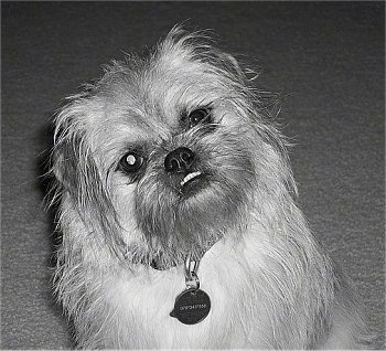 A scruffy, wiry-looking, black and white photo of a Pug-Zu that is sitting on a carpet. Its head is tilted to the left and it is looking forward. The dog has an underbite and its bottom row of teeth are showing.