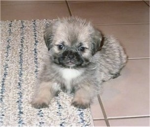 pug cross shih tzu puppies for sale