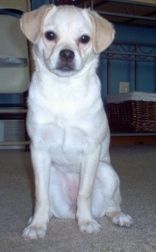 Front view - A shorthaired, white with tan Pug-a-Poo is sitting on a carpet and it is looking forward.