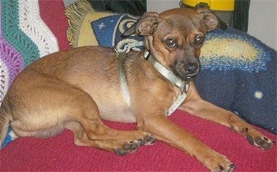 Side view - A rose-eared, shorthaired, brown with black Puggit dog is wearing a light green harness laying on a red pillow on top of a couch looking forward.