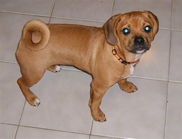 The right side of a red with white Puggle puppy that is standing on a white tiled floor and it is looking up.