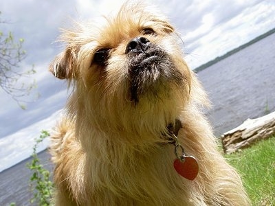 Close up - A tan Pugshire is standing on grass and there is a large body of water behind it. It is looking to the right. It has a monkey looking face with big black lips.