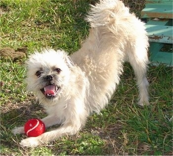 A playful tan Pugshire is standing in grass and it is play bowing with a red tennis ball in its front paws.