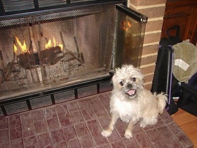 A tan Pugshire is sitting on a brick surface in front of an active fireplace. It is looking up, its head is tilted to the left and it looks like it is smiling.