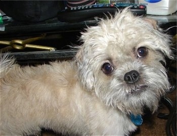 Close up - The right side of a shaggy looking tan Pugshire that is standing in front of a glass coffee table and it is looking forward. Its head is tilted to the left.