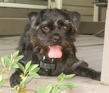 Close up front view - A black Pugshire is laying on a wooden porch and it is looking forward. Its mouth is open and its tongue is out.