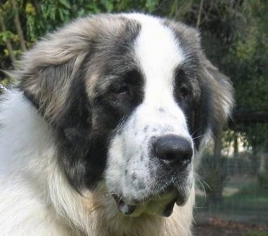 Close up head shot - A white with grey and black Pyrenean Mastiff is looking to the right.