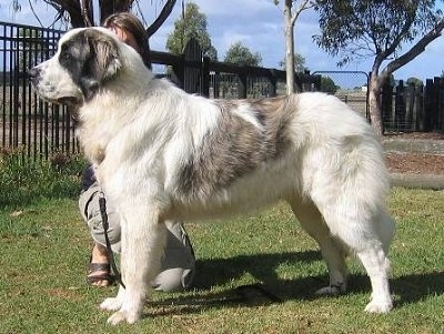 pyrenean mastiff