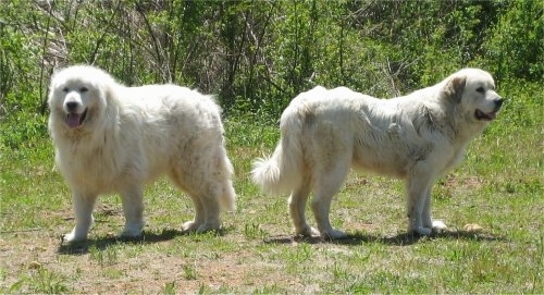 male great pyrenees