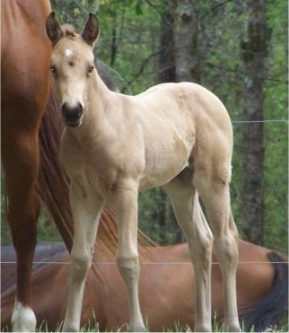 Close up - A tan with white Quarter Horse colt is standing in grass next to a large brown horse and there is a horse laying down behind them.