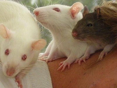 Two white albino rats are standing on a person's arem next to a brown rat looking to the left.