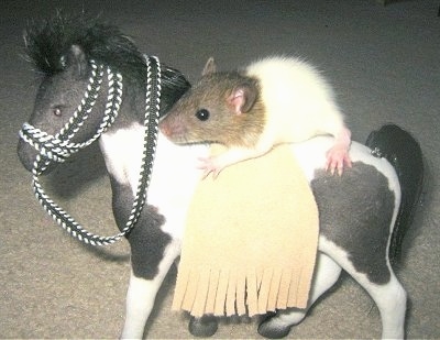 Close up - A brown and white rat is sitting on the back of a black and white horse toy.