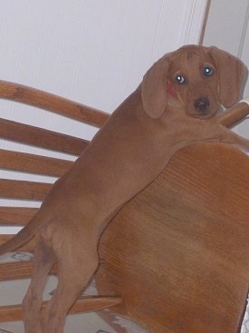The back of a Redbone Coonhound puppy that is laying across a wooden chair that is laying on its side and it is looking back.
