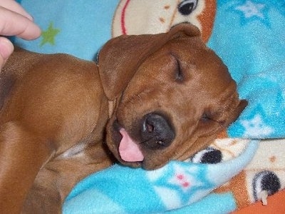 Close up side view - A Redbone Coonhound puppy is sleeping on a blue blanket that has monkeys on it and its tongue is sticking out of its mouth.