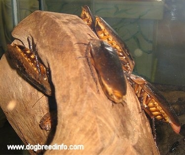Giant Peruvian Roaches all over a wooden structure