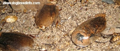 Giant Peruvian Roaches on gravel