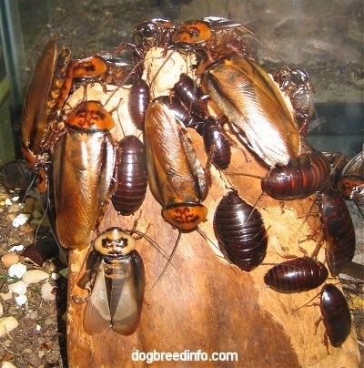 Orange Head Roaches on a wooden structure