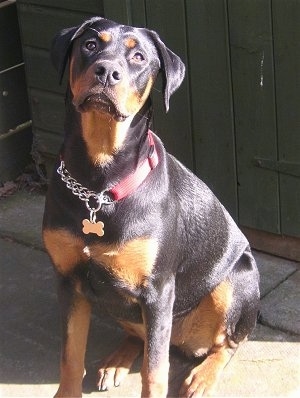 Rotterman Dog Breed Information And Pictures