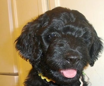Close up head shot - A shiny, wavy-coated, black Rottle puppy is sitting in a house. Its mouth is open and it is looking to the right.
