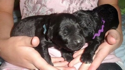Close up - Two small newborn black Rottle puppies are being held in a persons hand. The puppy's eyes are closed.