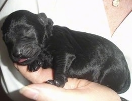 Close up - A tiny newborn black Rottle puppy is sleeping in a persons hand.