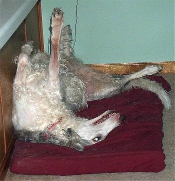 Dreamer the Borzoi laying on its back in a dog bed against a cabinent with paws in the air
