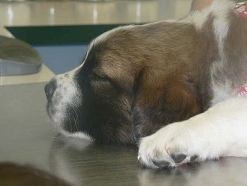 Close up - The left side of the face of a brown with white and black Saint Bernard puppy that is sleeping on a metal table.