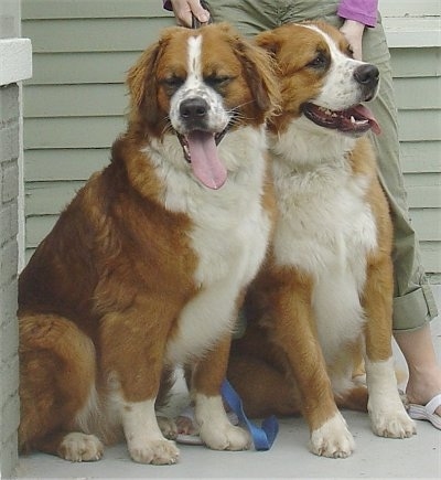 Two extra-large brown with white Saint Bernese dogs are sitting side-by-side on a porch with a person behind them.