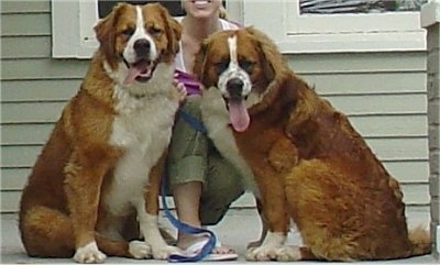 st bernard bernese mountain dog mix for sale