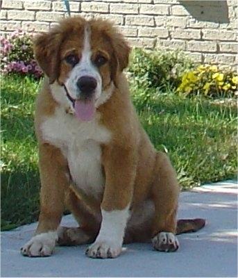 bernese mountain dog and saint bernard