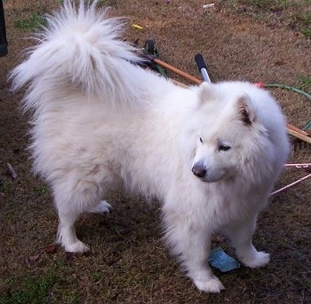 The front right side of a white Samoyed dog that is standing in brown grass and it is looking to the left.
