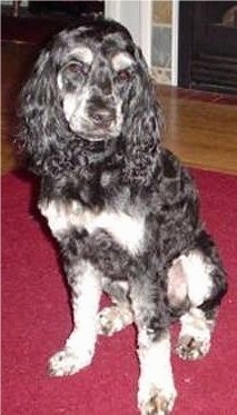 A black with white Schnocker is sitting on a red rug, it is looking down and to the right. It has longer wavy hair on its long drop ears.