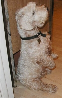 The right side of a dirty white Sealyham Terrier dog that is sitting on its hindlegs in a bigging pose flat on its butt on a hardwood floor. It is looking up and to the right.