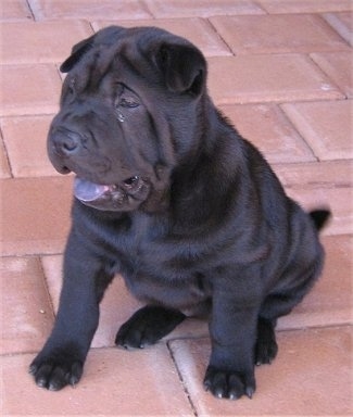 Front side view - A thick-bodied, wrinkly, black coat with a blue tongue Shar-Pei puppy is sitting on a brick surface, it is looking down and to the left. It has extra skin, small fold over ears and a black tongue.